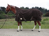 TOUGH HORSE - Regendecke - HALF NECK - MIT Unterdecke (100gr.) - 1680D - BRAUN - 74 bis 80